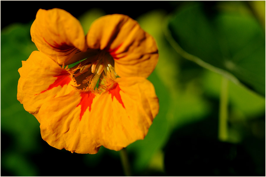 Kapuzinerkresse (Tropaeolum majus)