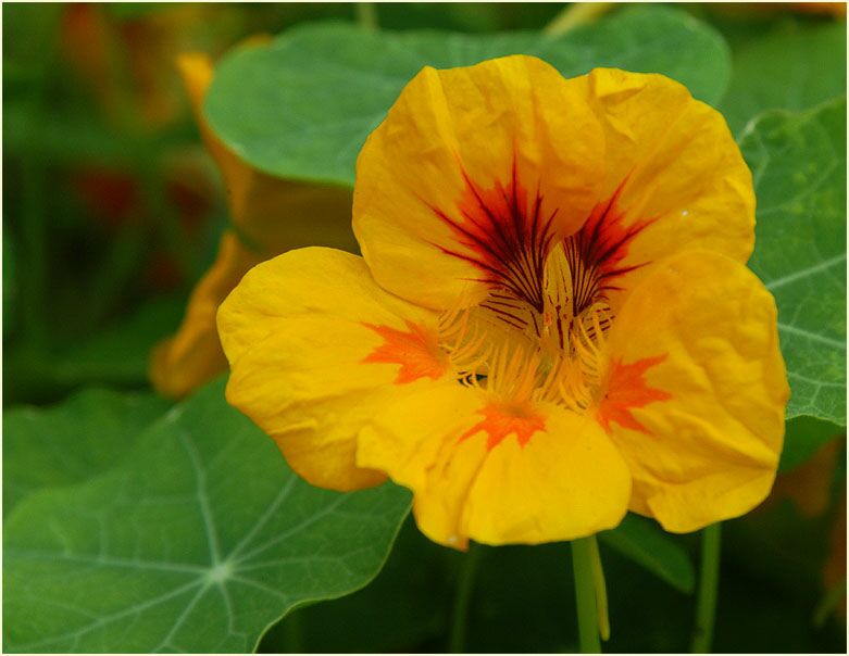 Kapuzinerkresse (Tropaeolum majus)