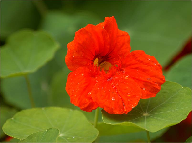 Kapuzinerkresse (Tropaeolum majus)