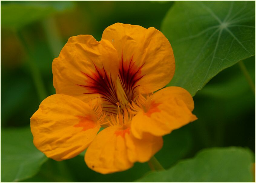 Kapuzinerkresse (Tropaeolum majus)