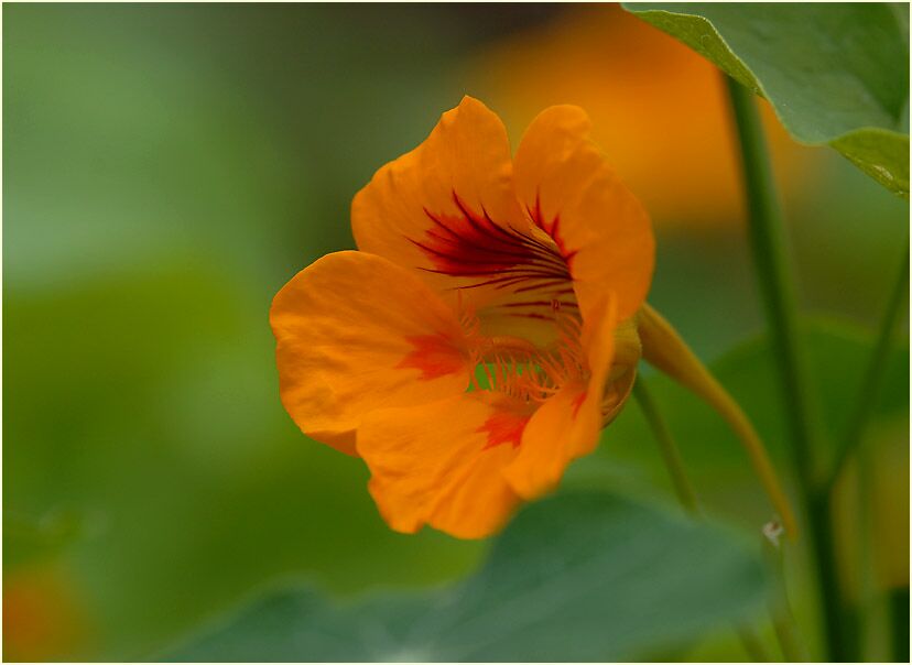 Kapuzinerkresse (Tropaeolum majus)