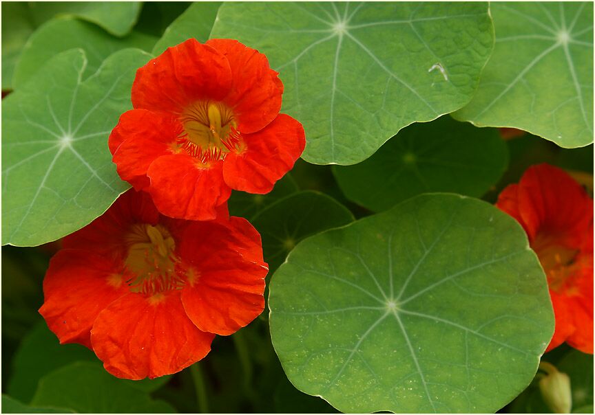 Kapuzinerkresse (Tropaeolum majus)