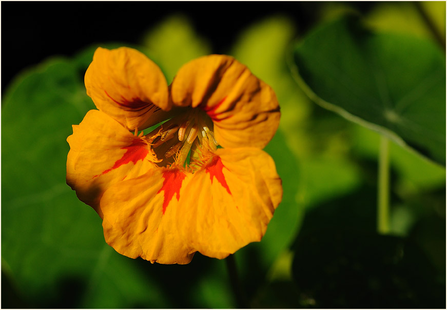 Kapuzinerkresse (Tropaeolum majus)