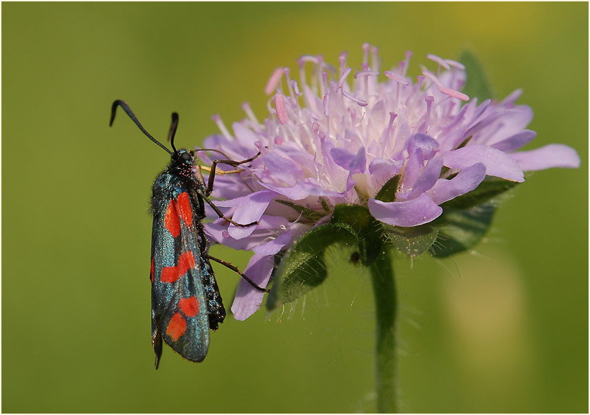 Widderchen, Acker-Witwenblume (Knautia arvensis)