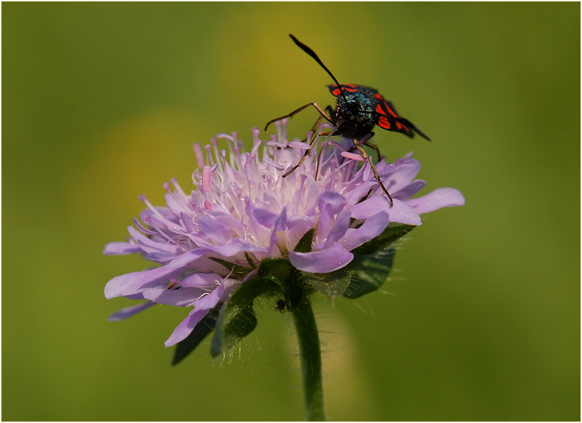 Widderchen, Acker-Witwenblume (Knautia arvensis)