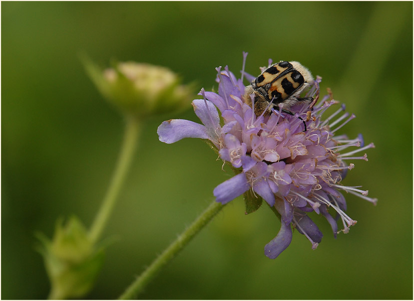 Pinselkäfer, Acker-Witwenblume (Knautia arvensis)