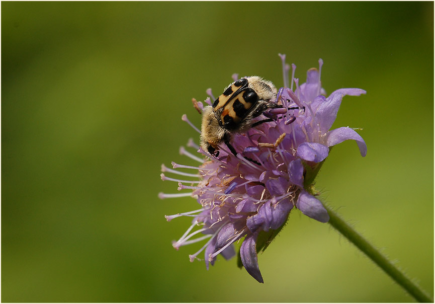 Pinselkäfer, Acker-Witwenblume (Knautia arvensis)