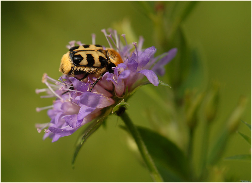 Pinselkäfer, Acker-Witwenblume (Knautia arvensis)