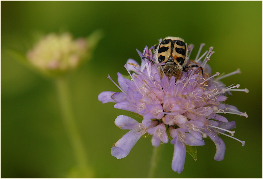 Pinselkäfer, Acker-Witwenblume (Knautia arvensis)