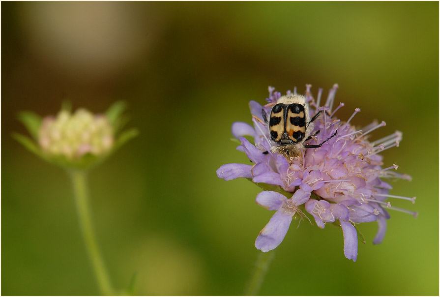 Pinselkäfer, Acker-Witwenblume (Knautia arvensis)