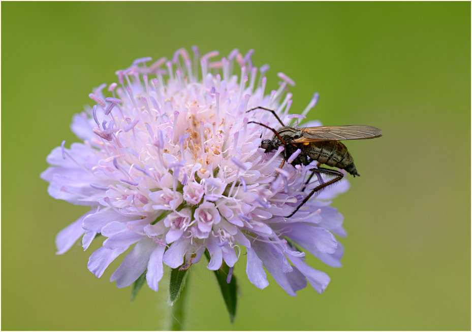Fliege, Acker-Witwenblume (Knautia arvensis)