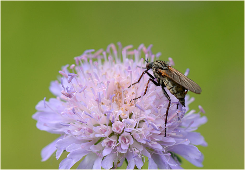 Fliege, Acker-Witwenblume (Knautia arvensis)