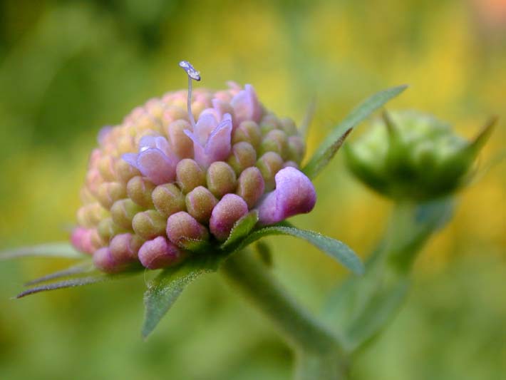 Acker-Witwenblume (Knautia arvensis)