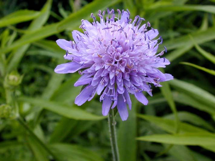 Acker-Witwenblume (Knautia arvensis)