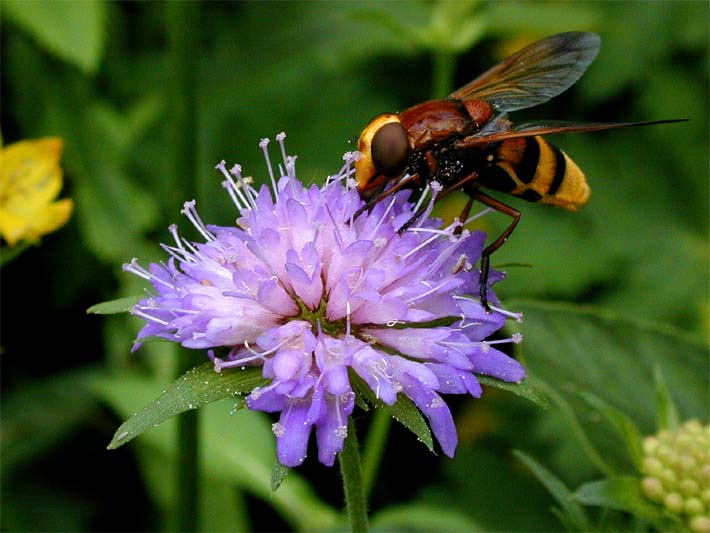 Acker-Witwenblume (Knautia arvensis)