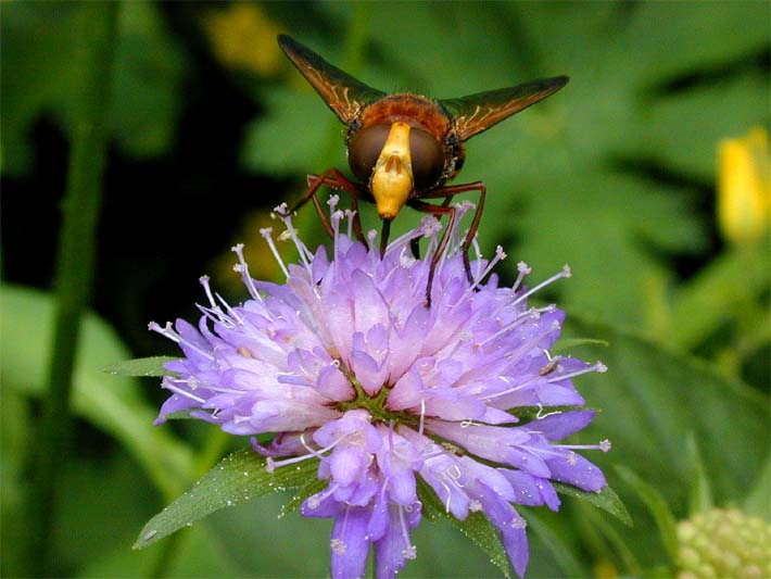 Acker-Witwenblume (Knautia arvensis)