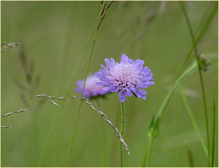 Acker-Witwenblume (Knautia arvensis)