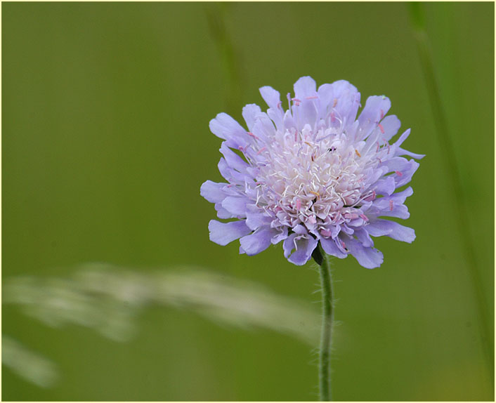 Acker-Witwenblume (Knautia arvensis)