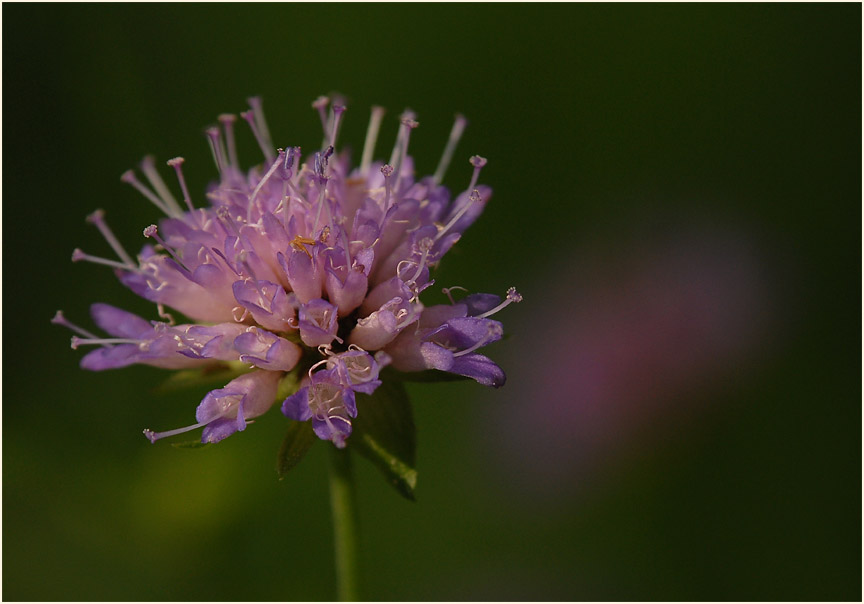 Acker-Witwenblume (Knautia arvensis)