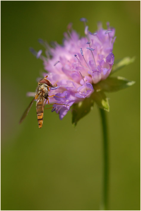 Acker-Witwenblume (Knautia arvensis)