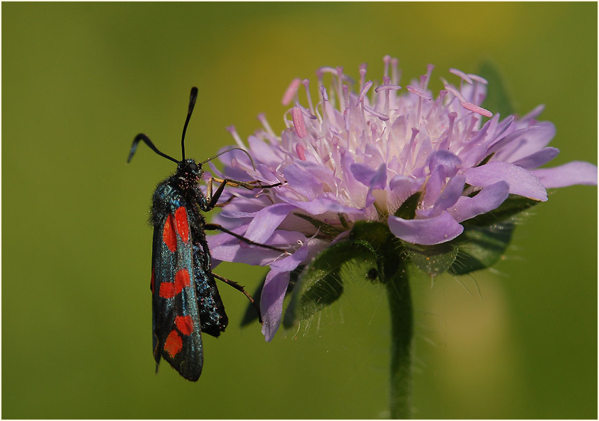 Widderchen, Acker-Witwenblume (Knautia arvensis)