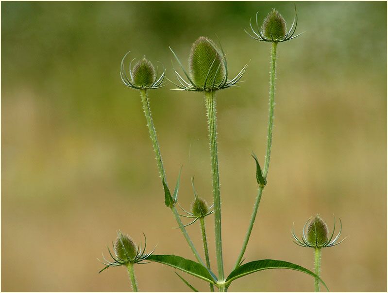 Wilde Karde (Dipsacus silvester)