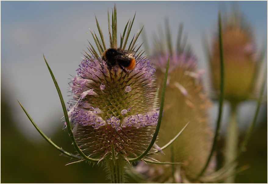 Wilde Karde (Dipsacus silvester)