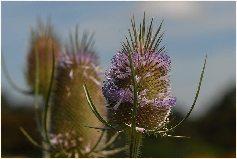 Wilde Karde (Dipsacus silvester)