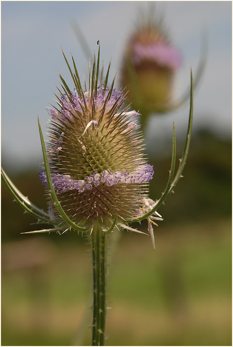 Wilde Karde (Dipsacus silvester)