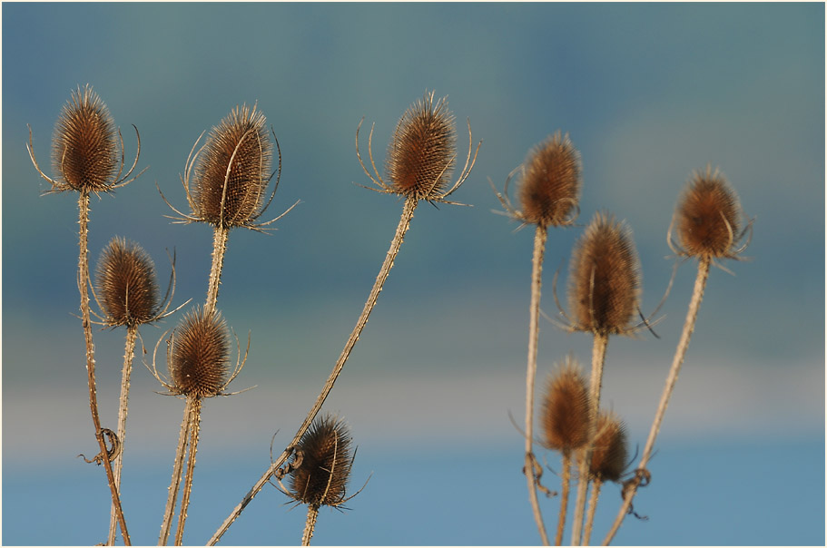 Wilde Karde (Dipsacus silvester)