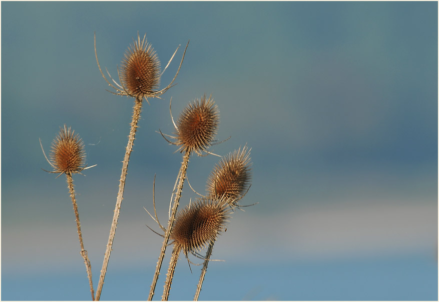 Wilde Karde (Dipsacus silvester)