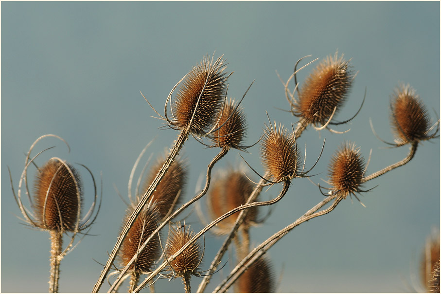 Wilde Karde (Dipsacus silvester)