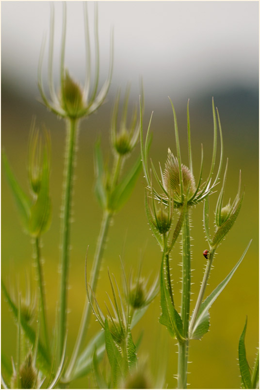 Wilde Karde (Dipsacus silvester)