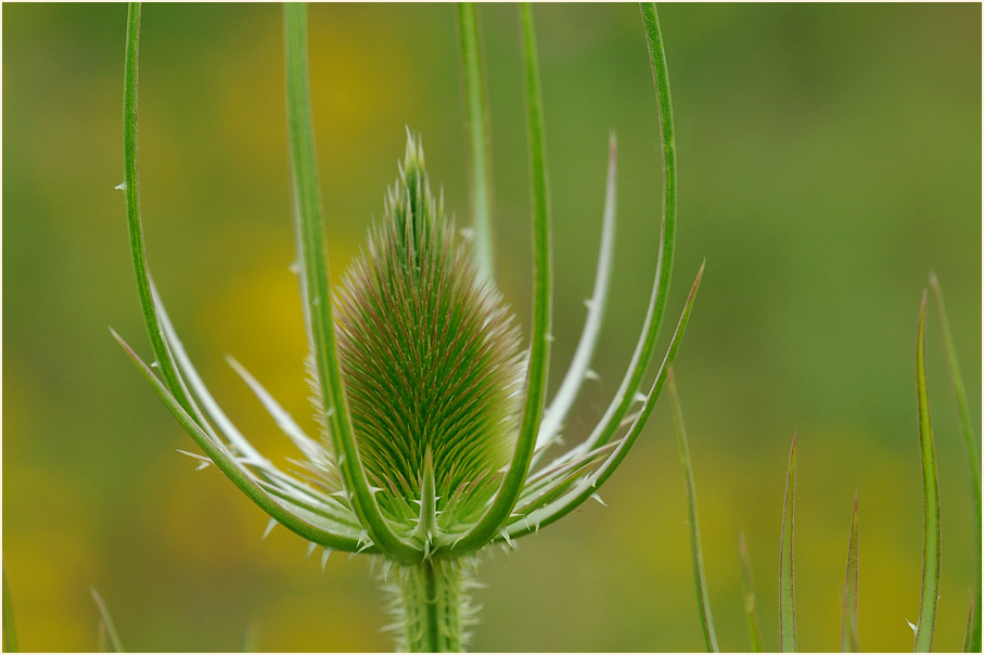 Wilde Karde (Dipsacus silvester)