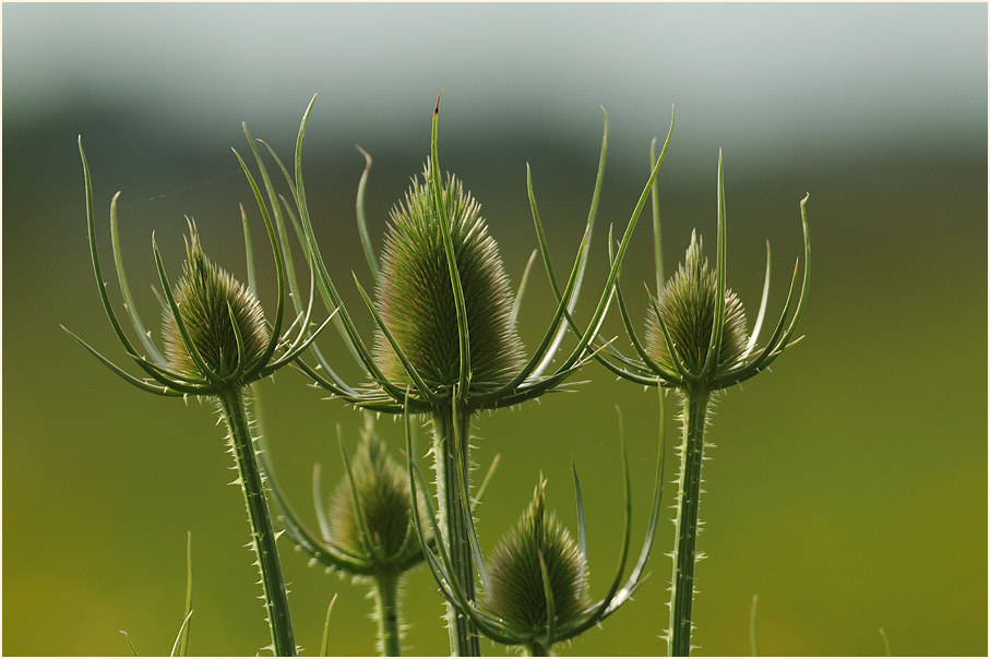 Wilde Karde (Dipsacus silvester)