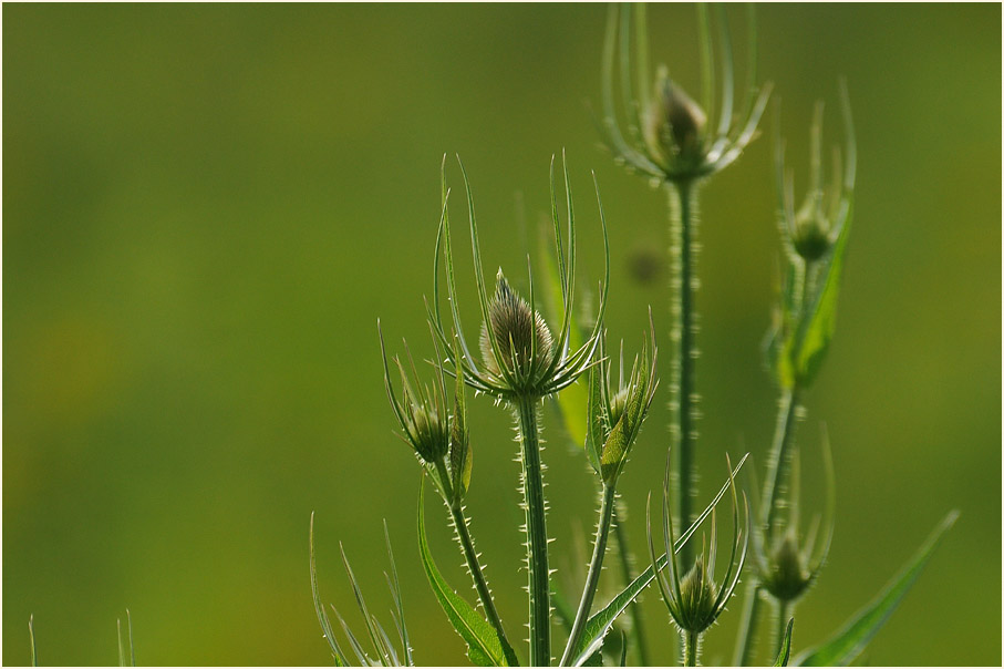 Wilde Karde (Dipsacus silvester)