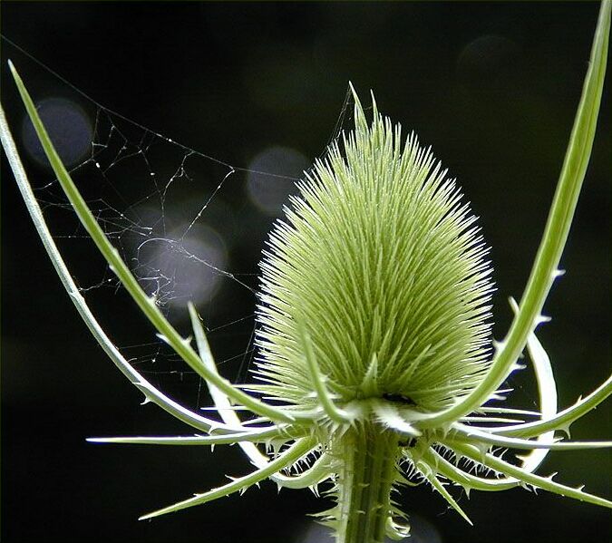 Wilde Karde (Dipsacus silvester)