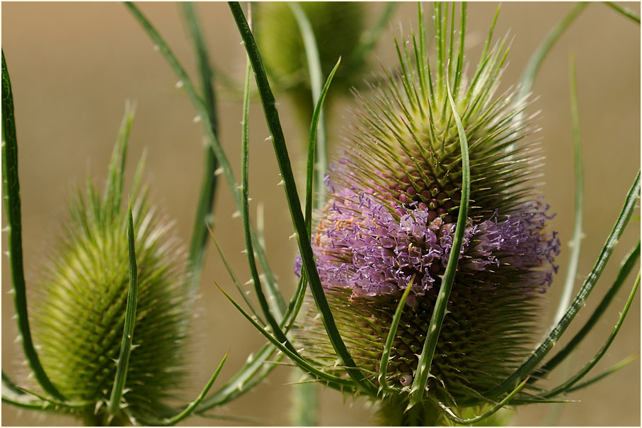 Wilde Karde (Dipsacus silvester)