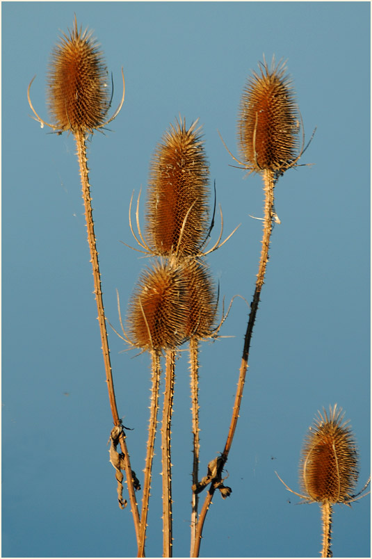 Wilde Karde (Dipsacus silvester)