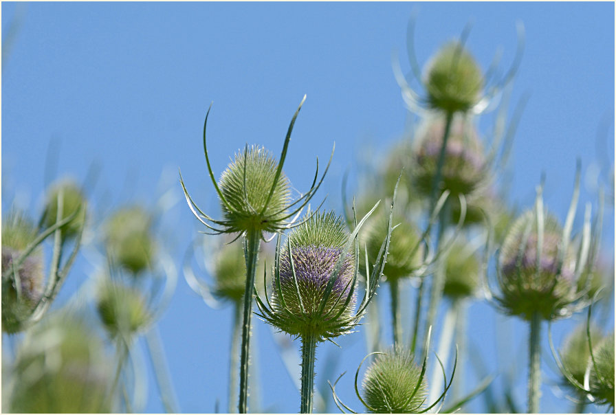 Wilde Karde (Dipsacus silvester)