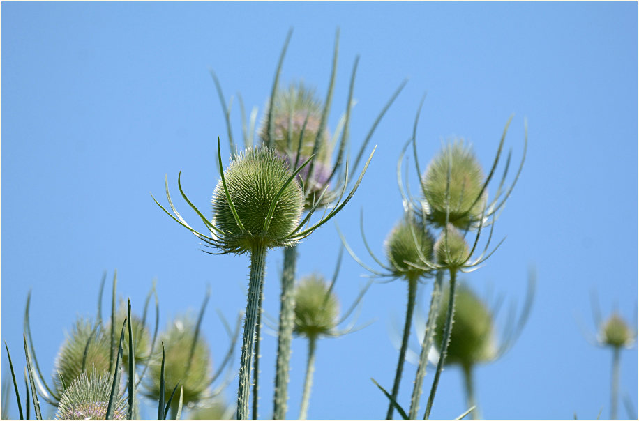 Wilde Karde (Dipsacus silvester)