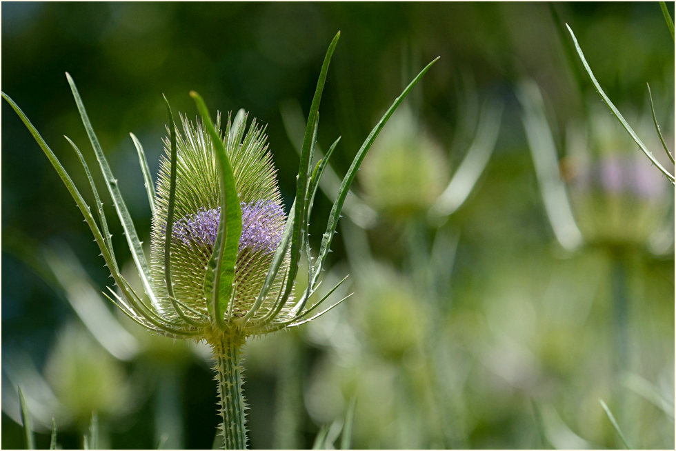 Wilde Karde (Dipsacus silvester)