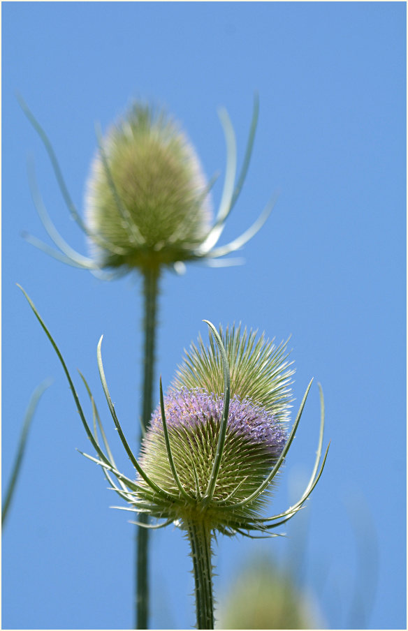 Wilde Karde (Dipsacus silvester)