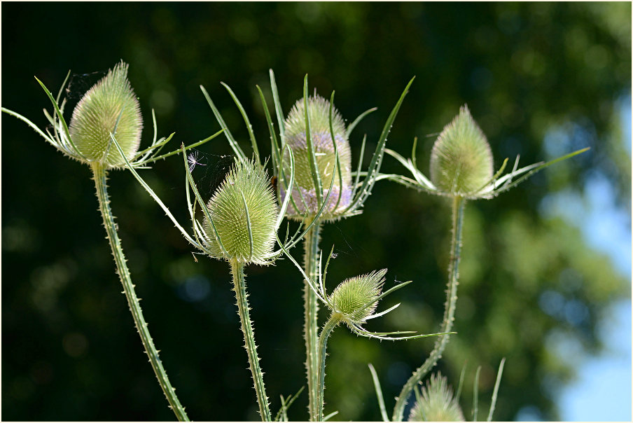 Wilde Karde (Dipsacus silvester)