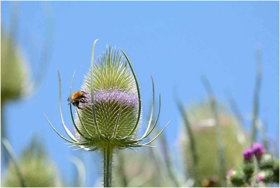 Wilde Karde (Dipsacus silvester)