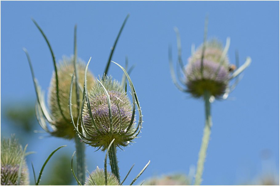 Wilde Karde (Dipsacus silvester)