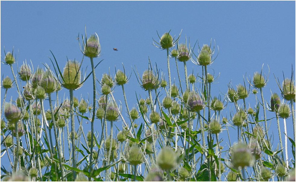 Wilde Karde (Dipsacus silvester)