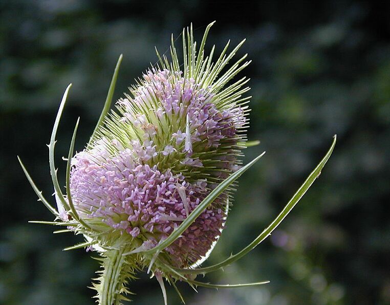 Wilde Karde (Dipsacus silvester)