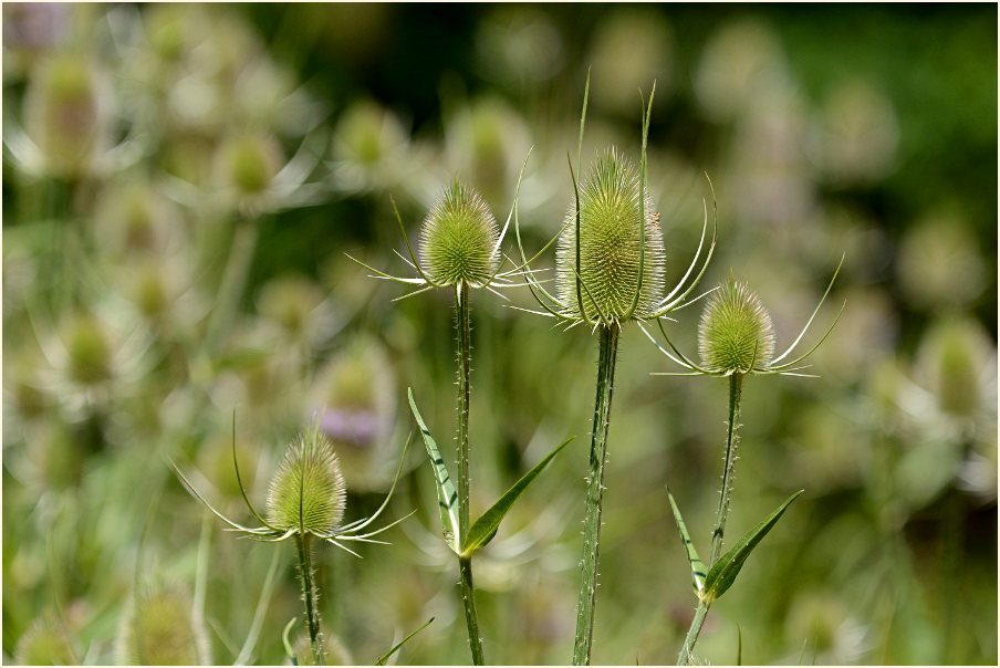 Wilde Karde (Dipsacus silvester)