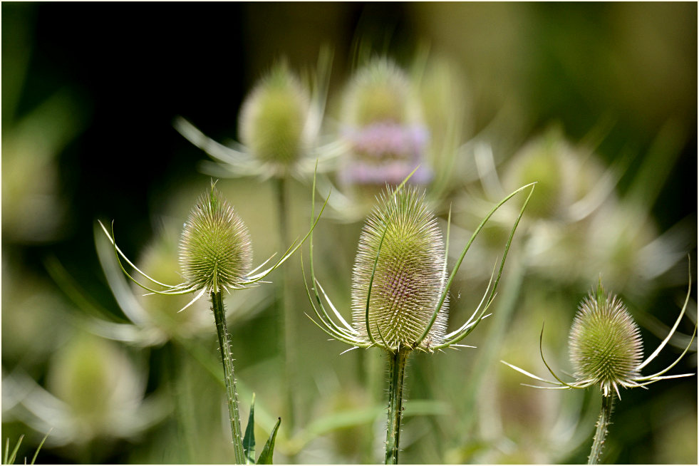 Wilde Karde (Dipsacus silvester)